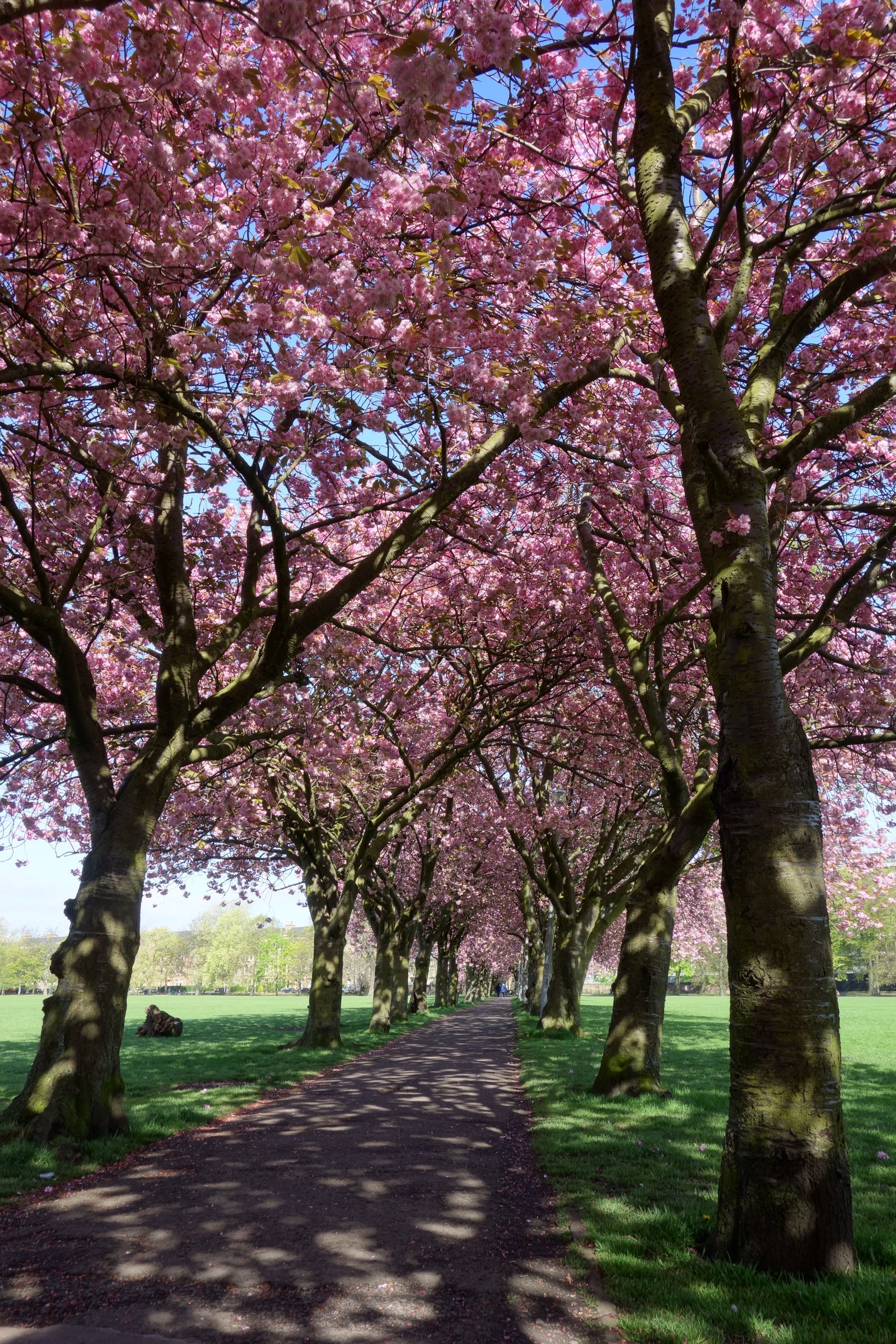Cherry Trees