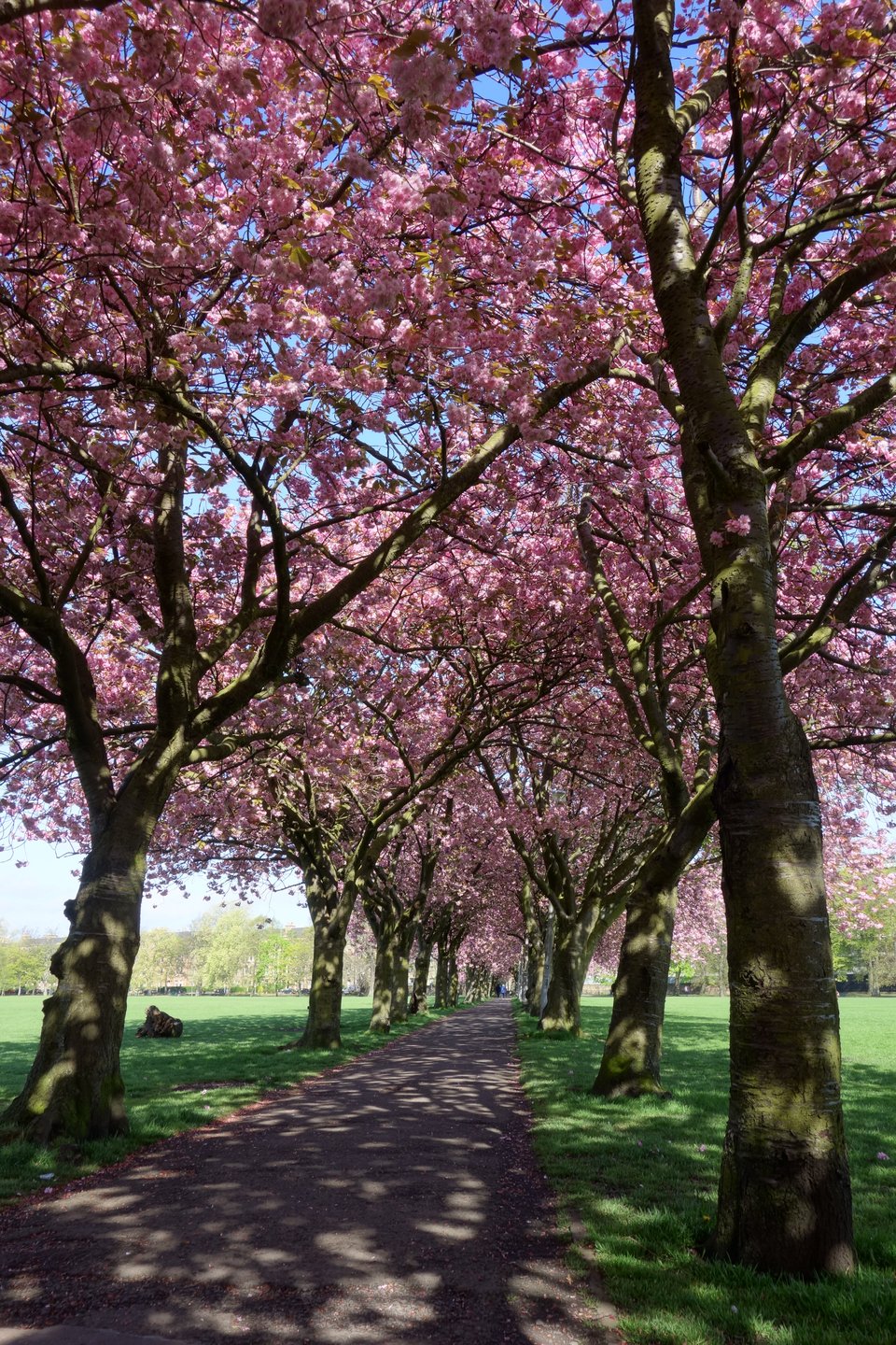 Cherry Trees